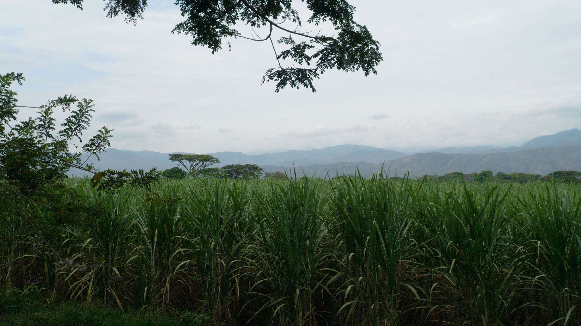 Champ de canne à sucre à Guadalajara de Buga, dans la vallée du Cauca, avec la cordillère occidentale des Andes au loin.